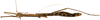 CollectionObject 1578606; RBINS IG: 32700'''''', ba9c83f1-6cb5-4381-9135-c5b2f795c764: copyright ISNB, Brussels. female, lateral view (paratype). (CollectionObject).