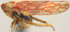 Habitus, lateral view: Neoaliturus (Circulifer) haematoceps, lateral habitus (NMNH). (Observation).