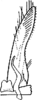 Subgenital plate: !! display not done !! on Smyga distincta Dworakowska, 1995: genital plate. (Observation).