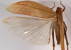CollectionObject 1534634; 6732e31c-1c3c-4029-bc1c-a16a0876c3cd: female dorsal (holotype). (CollectionObject).