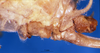 CollectionObject 1505251; b21d9754-0e2d-4f72-ad49-f7756d8c5db4: female abdomen tip, lateral view (holotype). (CollectionObject).