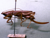CollectionObject 1503283; MBBJ 3224147, 6b43ee8d-9347-40c0-b683-a6f341da914d: female, lateral view. (CollectionObject).