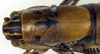 male, dorsal view (paratype). Depicts CollectionObject 1564721; a9aee0eb-5cc0-431b-b06f-0700c85baa6d, a CollectionObject.