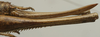 CollectionObject 1535945; b2a1736c-bd4a-41eb-9b8f-8ab8ca51da67: female ovipositor (paralectotype). (CollectionObject).