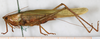 male, lateral view (syntype). Depicts CollectionObject 1531478; NMW 17598, 2e1b8dec-37ab-4fb6-89af-dfe824132120, a CollectionObject.