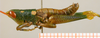 CollectionObject 1536066; e41e7803-4980-41ba-bf47-e528df22c58d: male habitus lateral view (holotype). (CollectionObject).