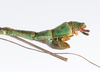 CollectionObject 1579395; 60bdcca9-f270-4b72-9239-3fb26c2b85b3: copyright ZMUH, Hamburg. male: end of abdomen, lateral view (paratype). (CollectionObject).