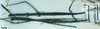 CollectionObject 1561616; 665e8520-c38f-46f7-9712-25a90337bd58: copyright MNHN, Paris, Pantel coll. female (syntypes). (CollectionObject).