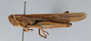 CollectionObject 2868646; CNCI 981655, 12768310-4382-4b10-835f-5b7cf50deedc: Schistocerca pallens. Lateral view. (CollectionObject).