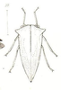 Head: !! display not done !! on Heliria fagi (Fitch, 1851): (Observation).