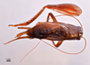 CollectionObject 1538160; c809841c-18cd-422a-b56f-b3290ea49a0c: male, dorsal view (holotype). (CollectionObject).