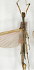 CollectionObject 1561894; 85ffd4c3-3961-46e5-8bf0-37db993fff98: copyright ZFMK. male (syntype). (CollectionObject).;CollectionObject 1561895; defda478-7dd7-4e76-839a-3b67a3d6774e: copyright ZFMK. male (syntype). (CollectionObject).