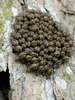 Cerastipsocus venosus (Burmeister, 1839): (Otu).