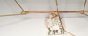 CollectionObject 1561734; 2f5df380-c182-446d-acab-d8f79b9ce006: copyright OUMNH. male: head & thorax, lateral view (holotype). (CollectionObject).