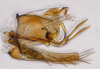 Pygofer, lateral view: (Observation).